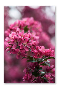 Close-up Shot of Beautiful Pink Cherry Blossom 16 po x 24 po : Oeuvre d’art murale en panneau de tissu sans cadre