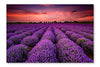  Lavender Sunset 16 po x 24 po : Cadre d'art mural et panneau de tissu