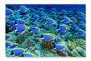 Surgeonfish 24 po x 36 po : Oeuvre d’art murale en panneau de tissu sans cadre