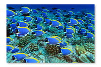 Surgeonfish 24 po x 36 po : Oeuvre d’art murale en panneau de tissu sans cadre