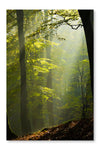 Autumn Forest in The Mist 24 po x 36 po : Oeuvre d’art murale en panneau de tissu sans cadre