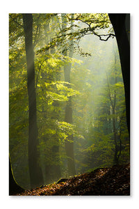 Autumn Forest in The Mist 24 po x 36 po : Oeuvre d’art murale en panneau de tissu sans cadre