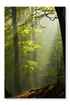 Autumn Forest in The Mist 28 po x 42 po : Oeuvre d’art murale en panneau de tissu sans cadre