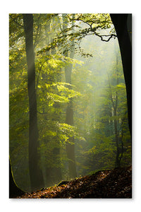 Autumn Forest in The Mist 28 po x 42 po : Oeuvre d’art murale en panneau de tissu sans cadre