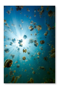 Endemic Golden Jellyfish 24 po x 36 po : Oeuvre d’art murale en panneau de tissu sans cadre