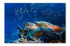 Big Sea Turtle Underwater 24 po x 36 po : Oeuvre d’art murale en panneau de tissu sans cadre
