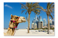  Camel At The Urban Building Background Of Dubai 28 po x 42 po : Cadre d'art mural et panneau de tissu