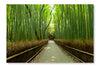  Bamboo Grove 24 po x 36 po : Cadre d'art mural et panneau de tissu