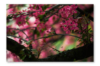 Close-up Shot of Beautiful Pink Cherry Blossom 2 16 po x 24 po : Oeuvre d’art murale en panneau de tissu sans cadre