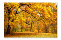 Autumn/Gold Trees in A Park 24 po x 36 po : Oeuvre d’art murale en panneau de tissu sans cadre