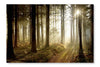  Forest Path At Sunset 28 po x 42 po : Cadre d'art mural et panneau de tissu