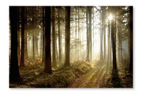  Forest Path At Sunset 28 po x 42 po : Cadre d'art mural et panneau de tissu