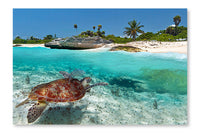Caribbean Sea Scenery with Green Turtle 24 po x 36 po : Oeuvre d’art murale en panneau de tissu sans cadre