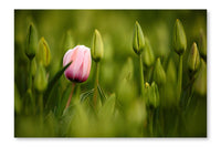 Pink Tulip Blooming 24 po x 36 po : Oeuvre d’art murale en panneau de tissu sans cadre