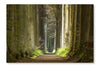  Nature Pathway 16 po x 24 po : Cadre d'art mural et panneau de tissu