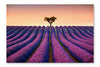  Lavender And Lonely Tree Uphill On Sunset 28 po x 42 po : Cadre d'art mural et panneau de tissu