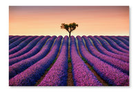  Lavender And Lonely Tree Uphill On Sunset 28 po x 42 po : Cadre d'art mural et panneau de tissu