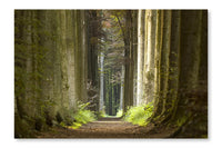 Nature Pathway 16 po x 24 po : Oeuvre d’art murale en panneau de tissu sans cadre