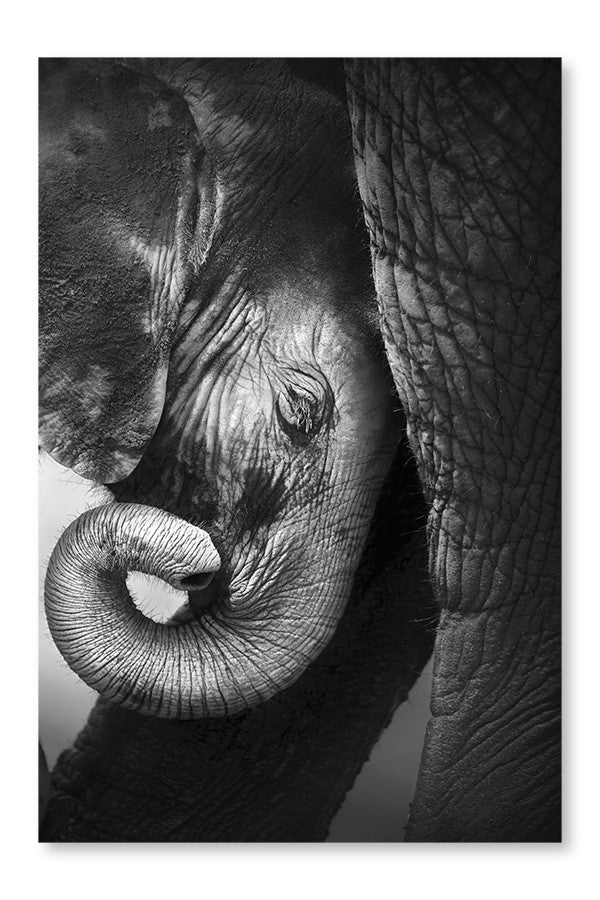 Baby Elephant Seeking Comfort 16x24 Wall Art Fabric Panel Without Frame