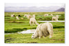  Alpacas, Peru 28 po x 42 po : Cadre d'art mural et panneau de tissu