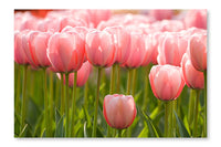 A Field of Pink Tulips 28 po x 42 po : Oeuvre d’art murale en panneau de tissu sans cadre
