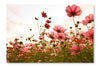  Cosmos Flowers In Sunset 24 po x 36 po : Cadre d'art mural et panneau de tissu