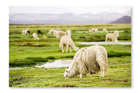 Alpacas, Peru 28 po x 42 po : Oeuvre d’art murale en panneau de tissu sans cadre