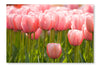 A Field of Pink Tulips 24 po x 36 po : Oeuvre d’art murale en panneau de tissu sans cadre