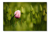  Pink Tulip Blooming 28 po x 42 po : Cadre d'art mural et panneau de tissu