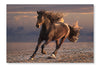  Running Horse On Sunset Sandy Beach 28 po x 42 po : Cadre d'art mural et panneau de tissu